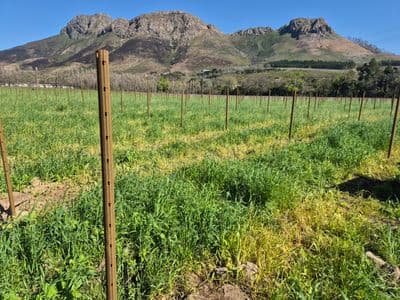 Vineyard 3