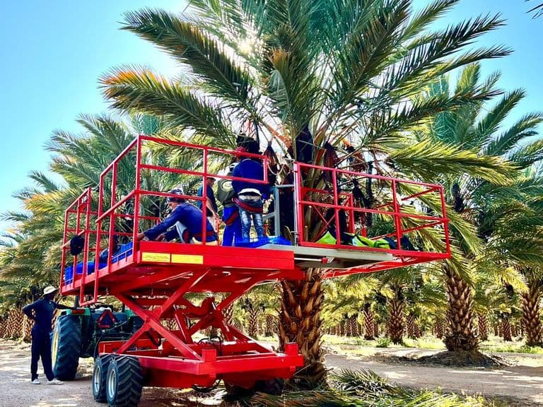 Red Ant platform working under date palms