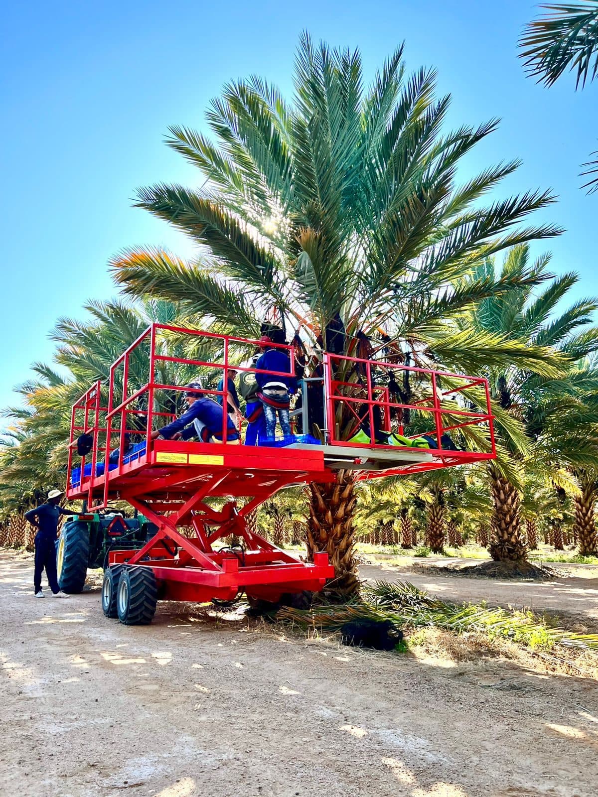 Red Ant platform working under date palms