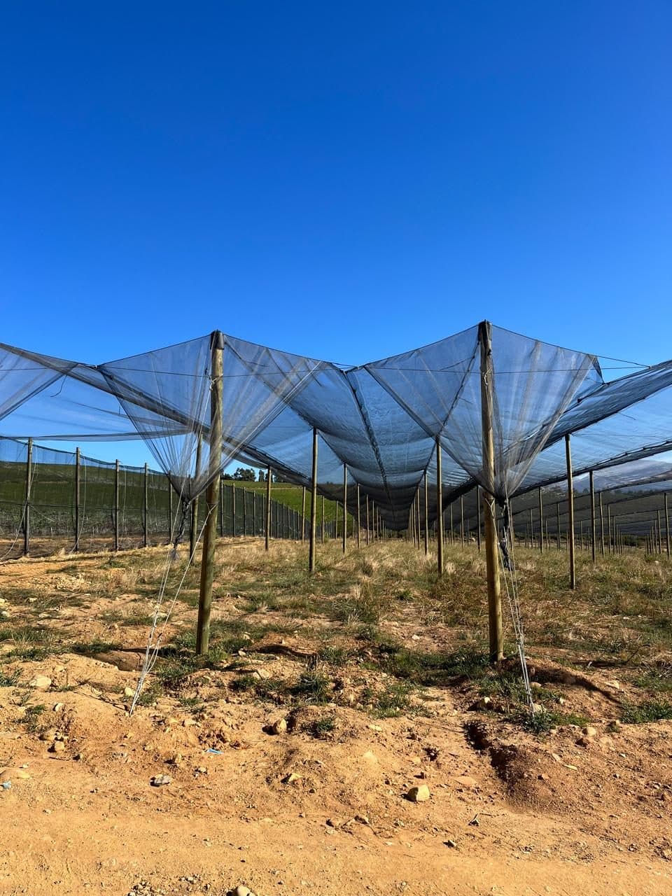 Netting seen along an orchard row