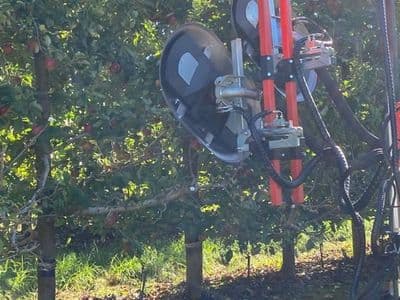 Olmi defoliator