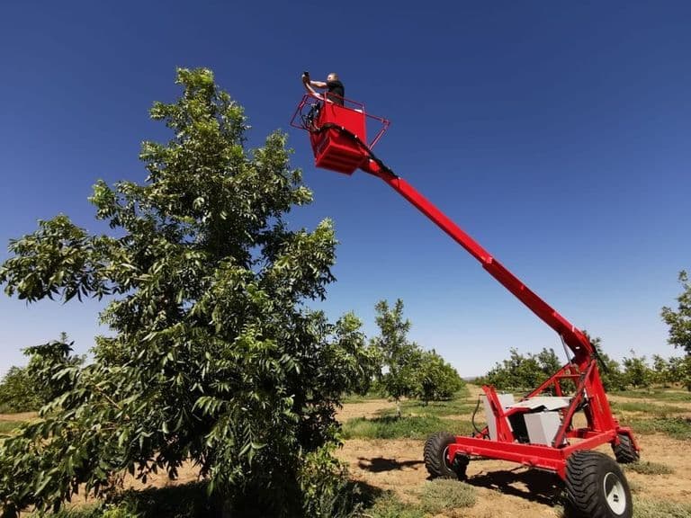 Red Ant pruning tower