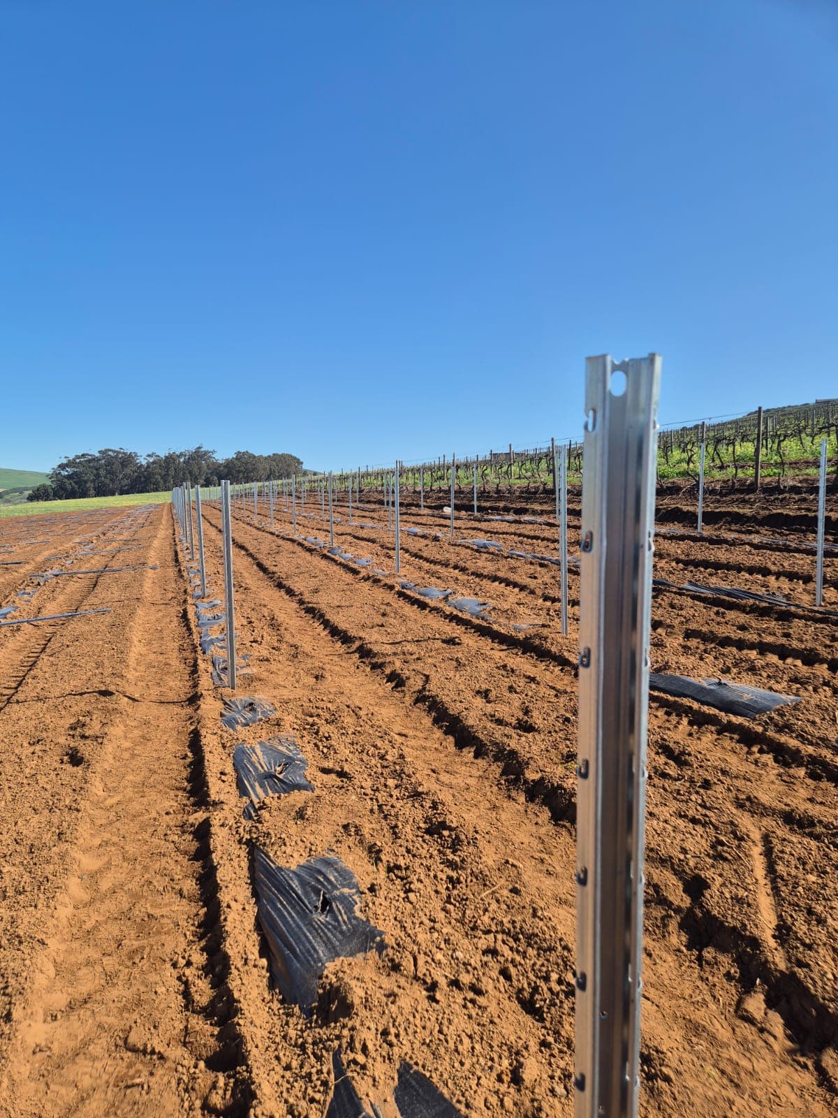 Vineyard 2